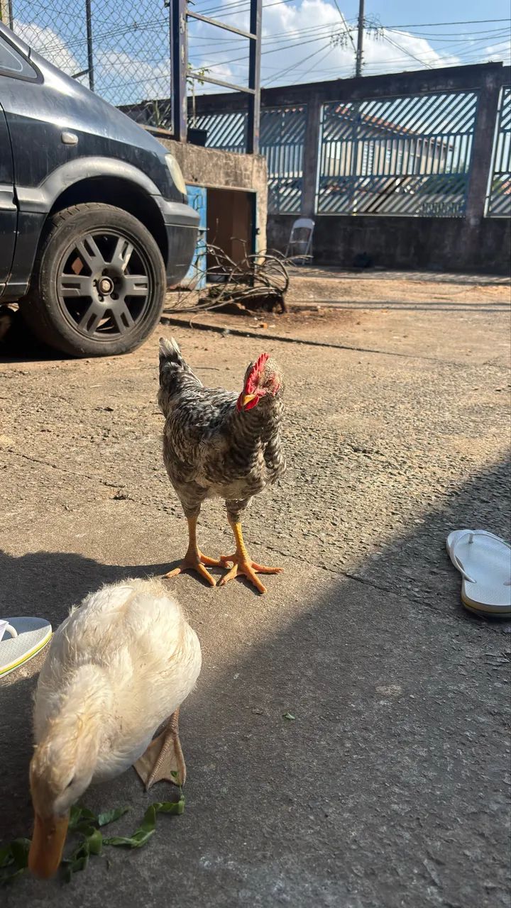 Frango caipira  - Foto 5