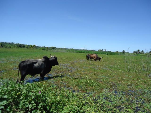 Vendo Fazenda em Ceará Mirim - Foto 14