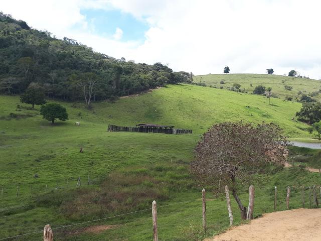 Venda ou arrendamento Excelente Fazenda 540 tarefas em Ubaira - Foto 3