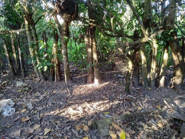 Sítio na Vila Temão - Jitaúna - Foto 19