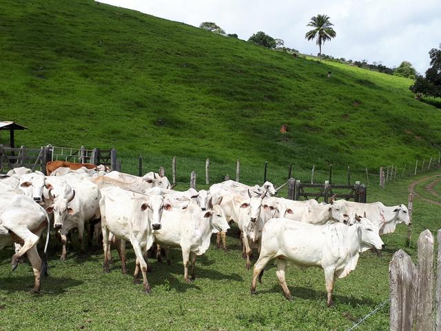 Venda ou arrendamento Excelente Fazenda 540 tarefas em Ubaira - Foto 10