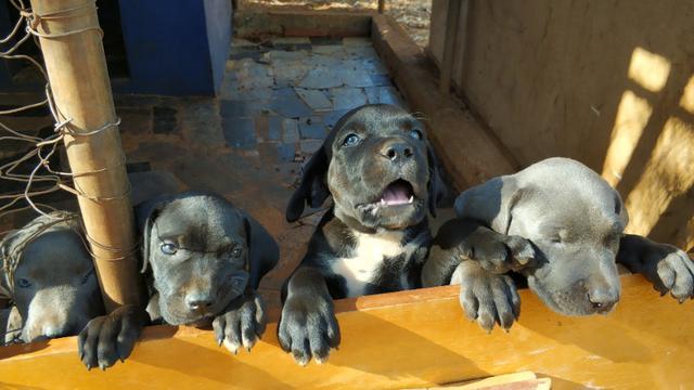 Filhotes Dogue Alemão - Foto 6