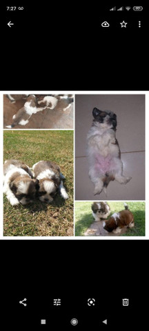 Shih tzu bicolor