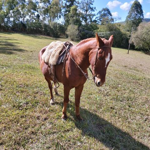 Cavalo Crioulo - Foto 3