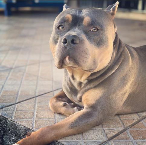 Filhotes de American Bully - Foto 5