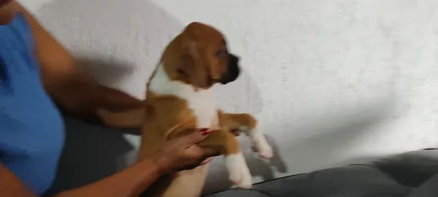 Filhotes  de Boxer Legítimos ,Para Presente De Natal!!! - Foto 3
