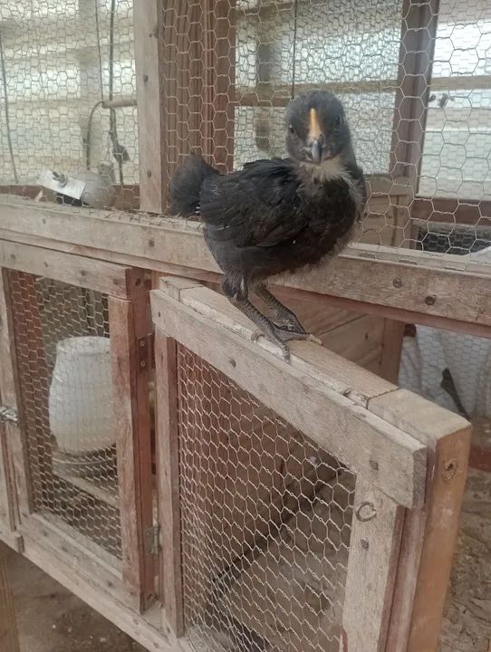 Frangotinha linhagem pesadão ( Cendre)  - Foto 4