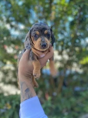 teckel, raça linda, ótimos com crianças 