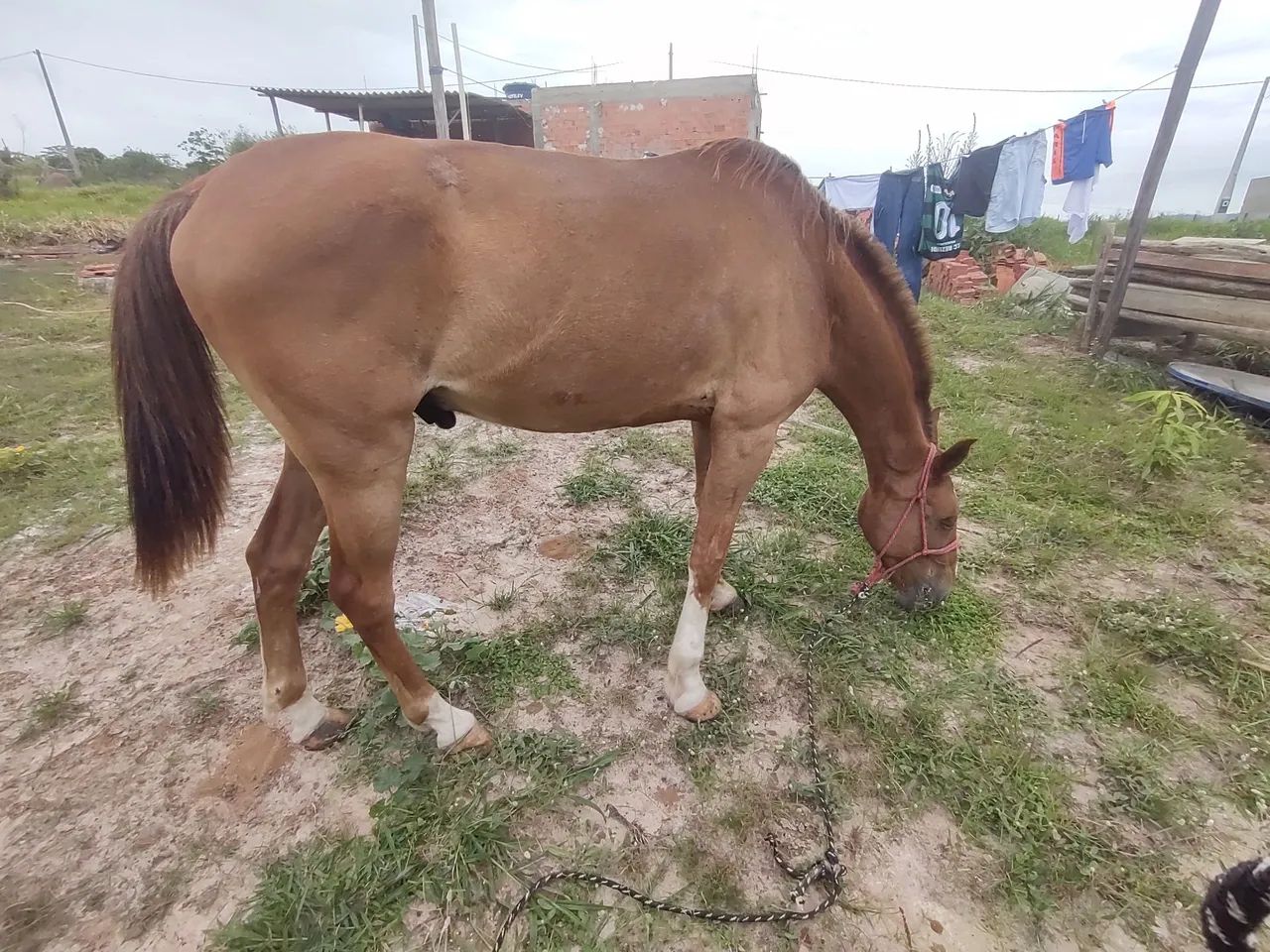 Mangalarga marchador - Foto 3