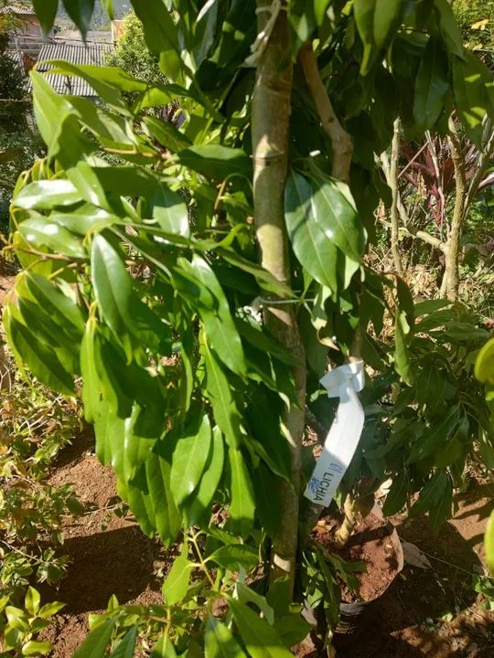 Mudas Frutíferas Enxertadas  - Foto 3