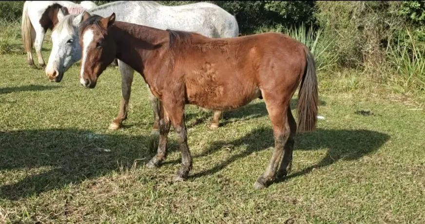 Potros Crioulos! - Foto 5