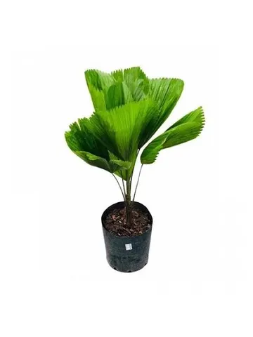 Palmeira Licuala