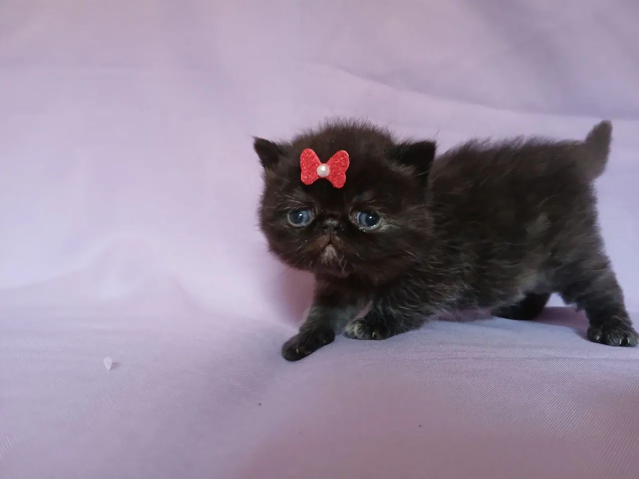 Fêmeas persas e exoticas