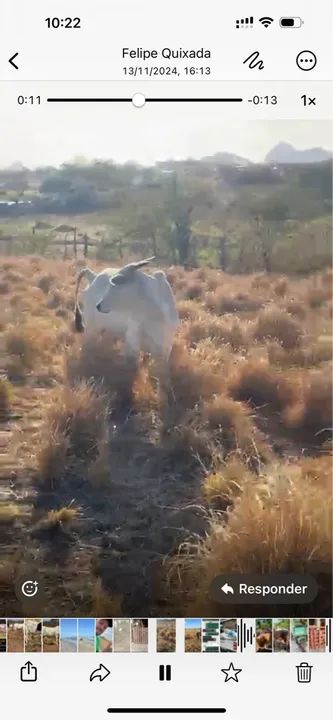 Vende Vacas Nelore  - Foto 3