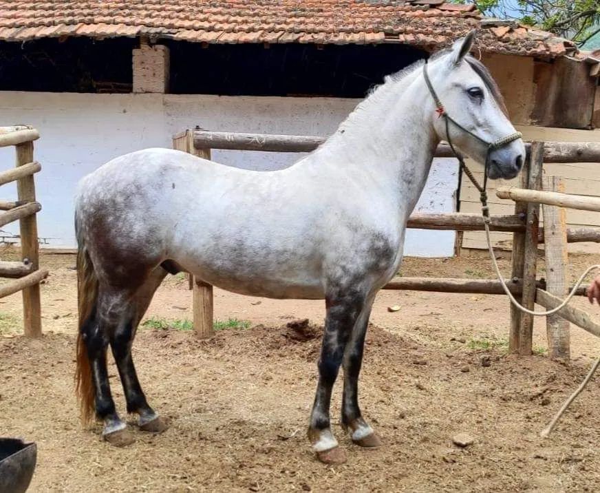 Cavalo mangalarga marchador lindo - Foto 2