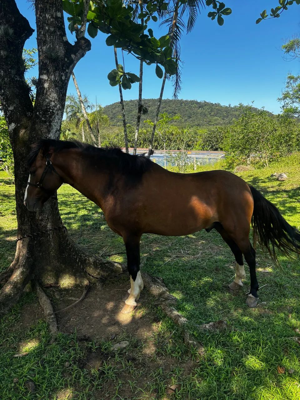 Cavalo criolo do Sul  - Foto 4