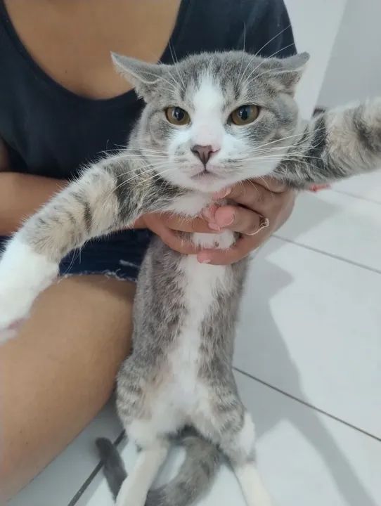 Gatinho macho para adoção 