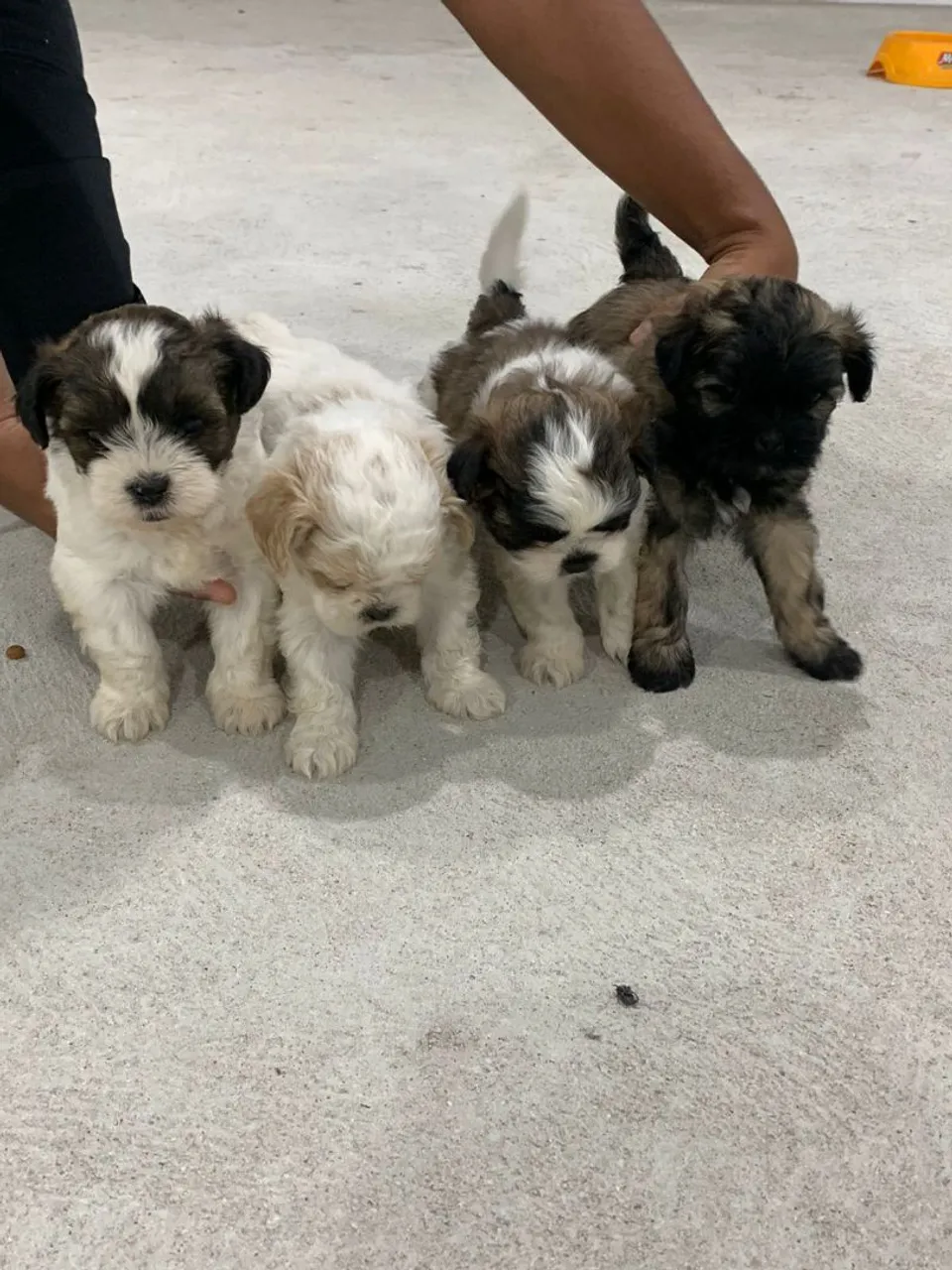 Filhotes Shih Tzu disponíveis para venda
