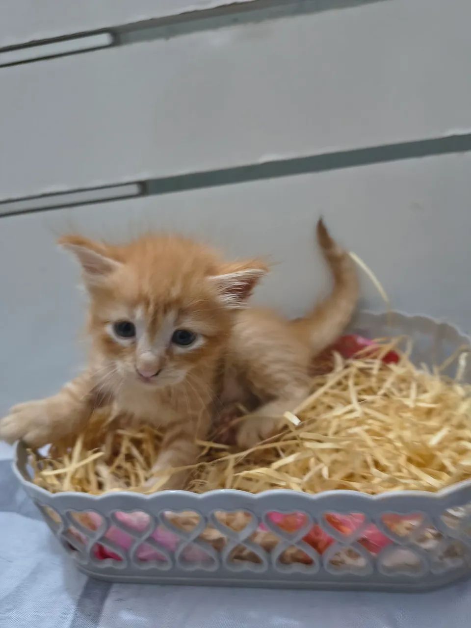 Lindos filhotes de gato para adoção  - Foto 3