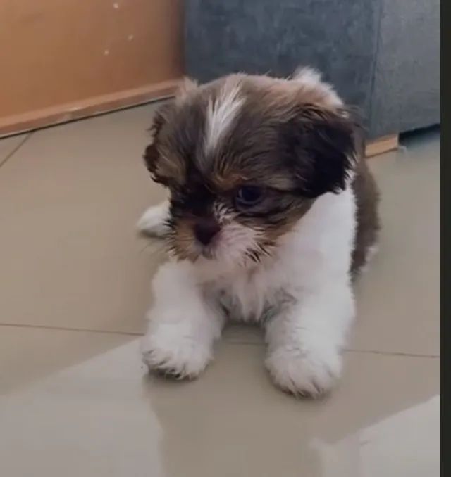 Shih tzu bonito