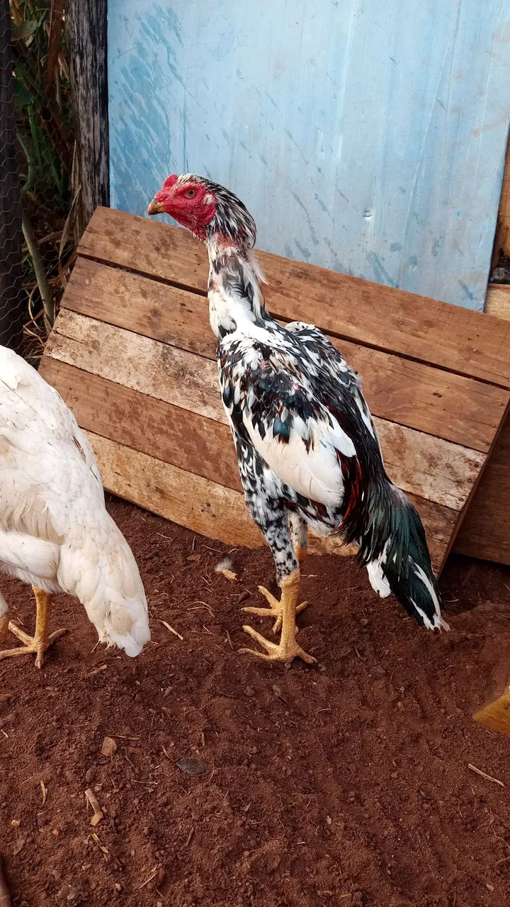 Frangos shamo