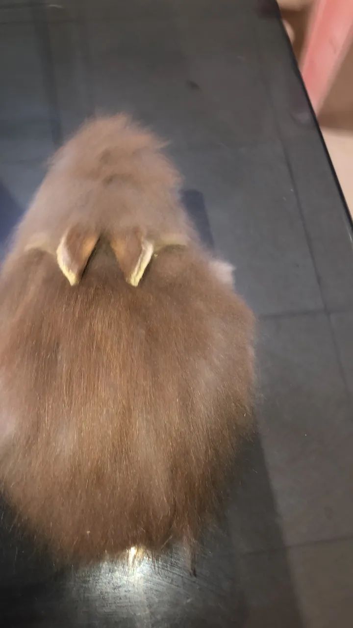 Coelho mini lion herd  - Foto 4