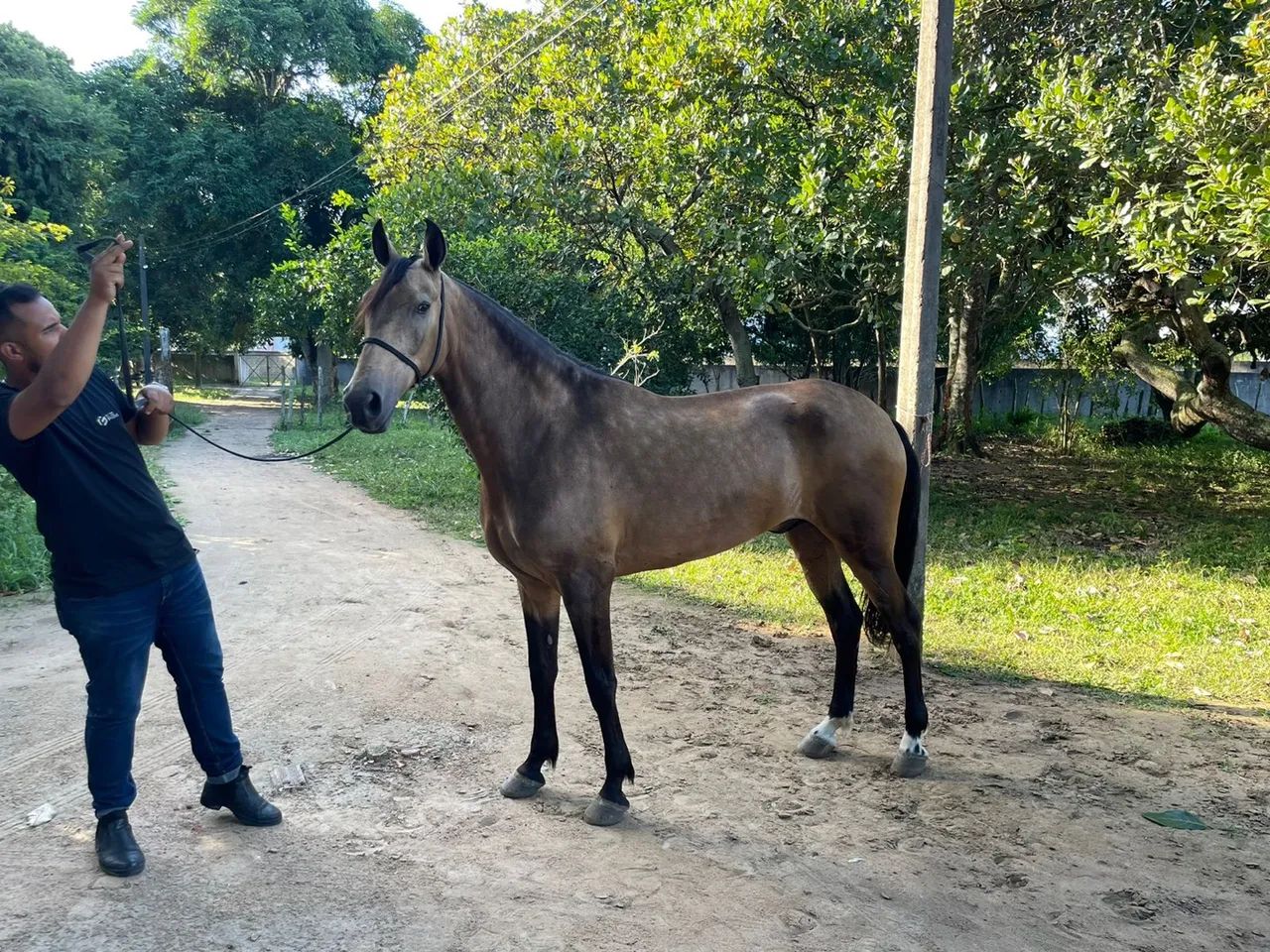 Cavalo Mangalarga Marchador - Foto 2