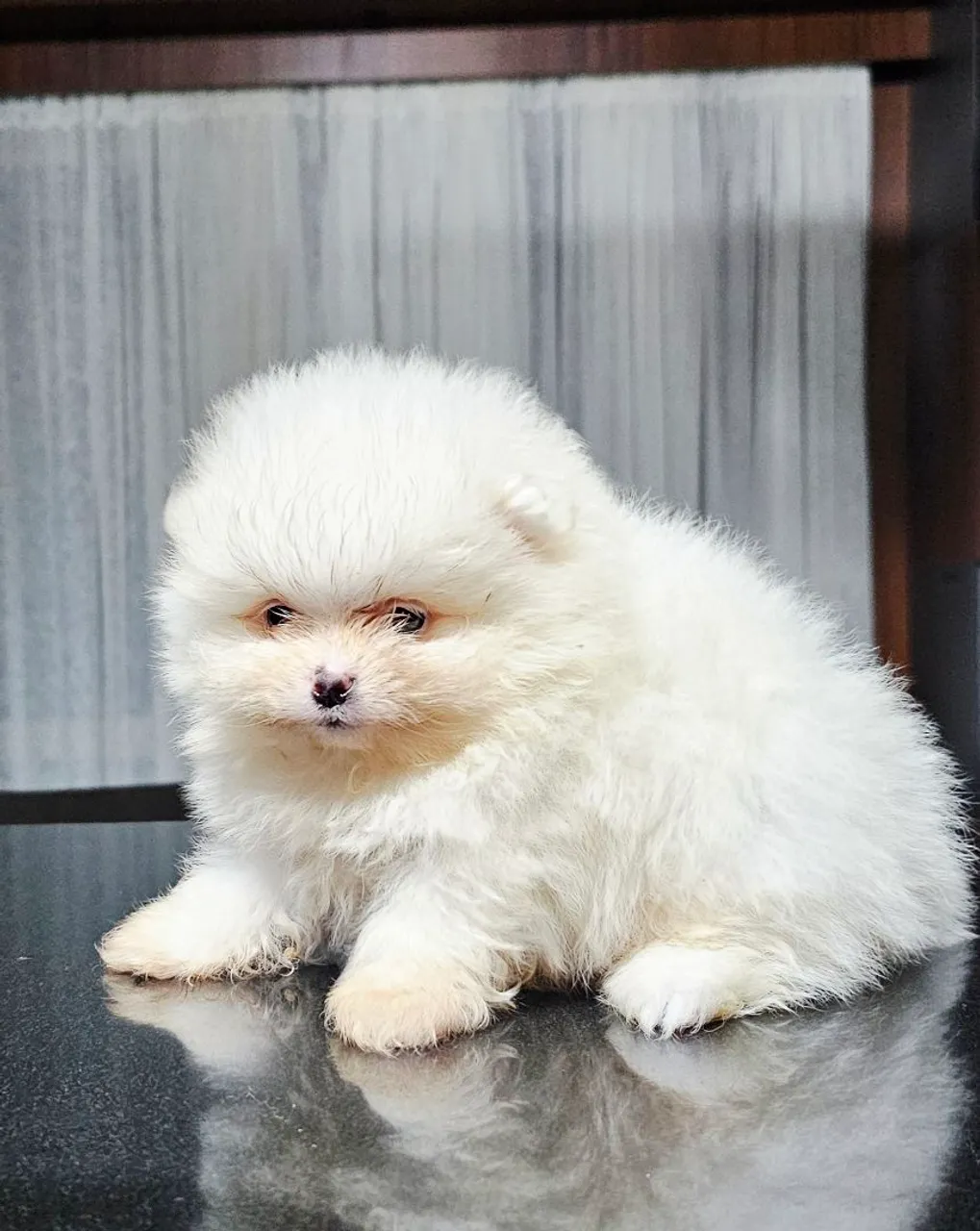 Lulu da Pomerânia macho branco neve ursinho