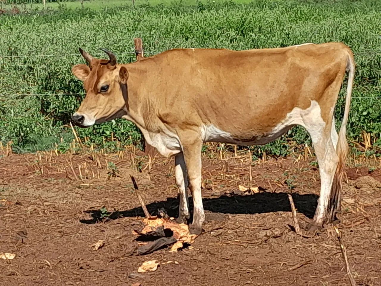 Bezerras e novilhas da raça Jersey  - Foto 3