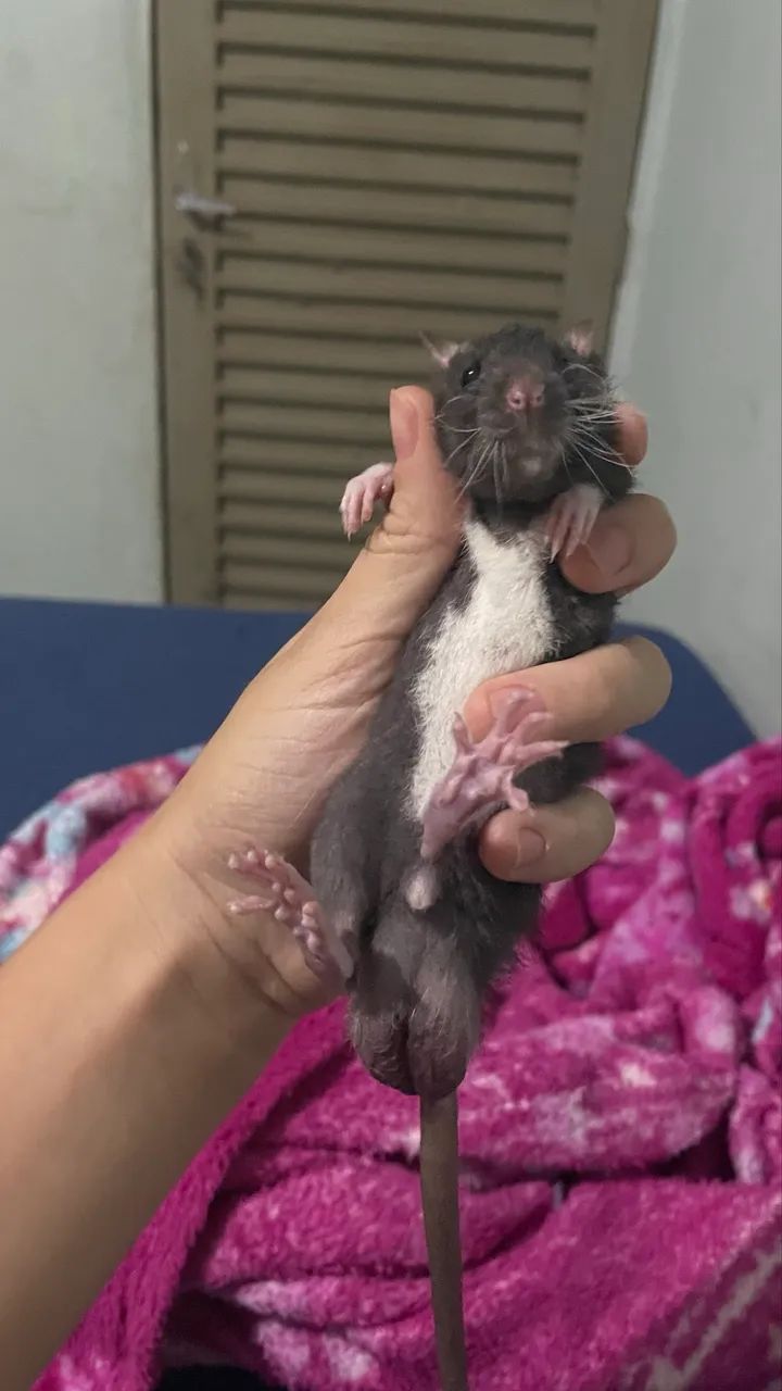 Ratos Twister filhotes