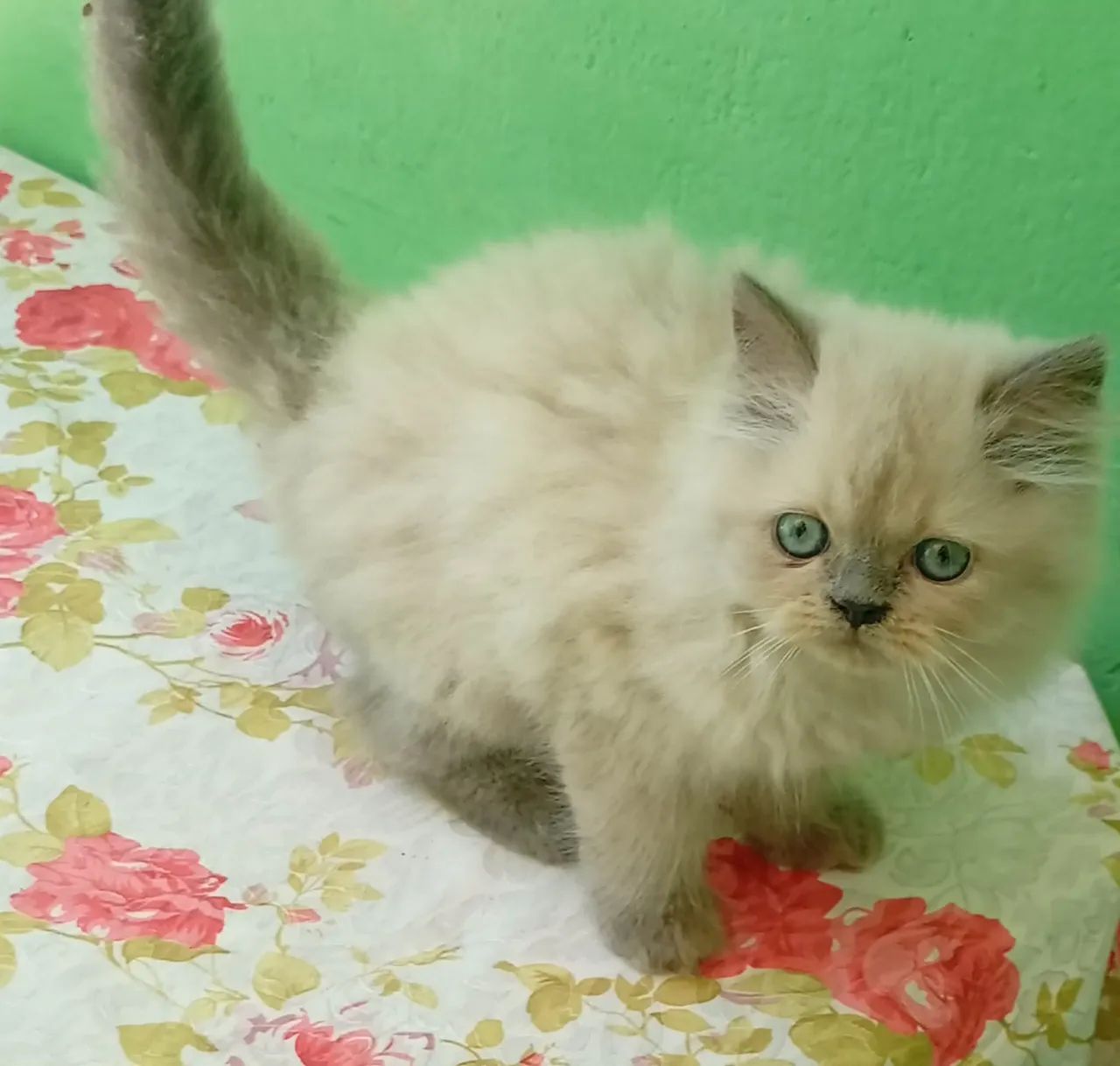 Filhote de gato persa - Foto 4