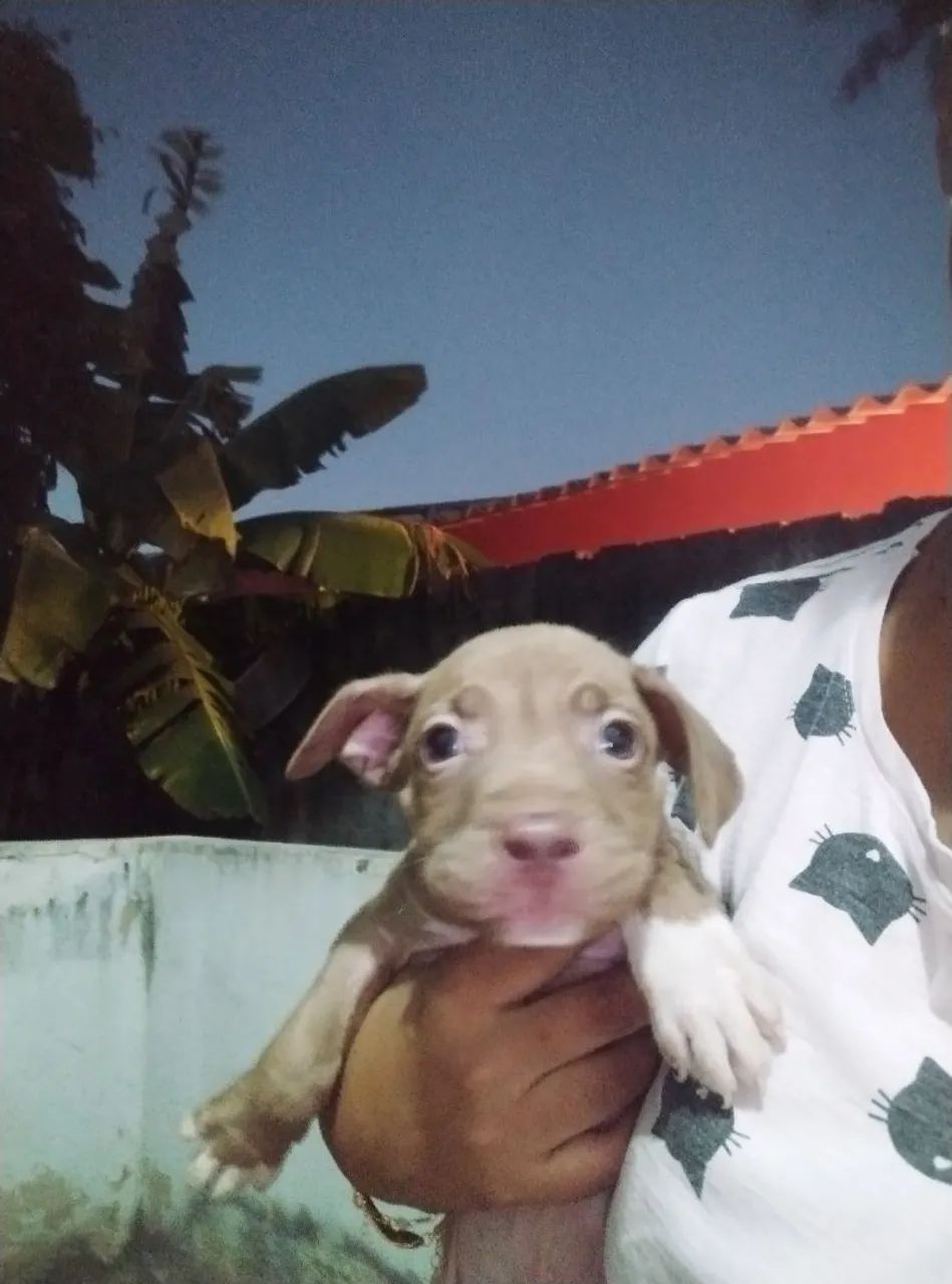 Filhote de Pitbull