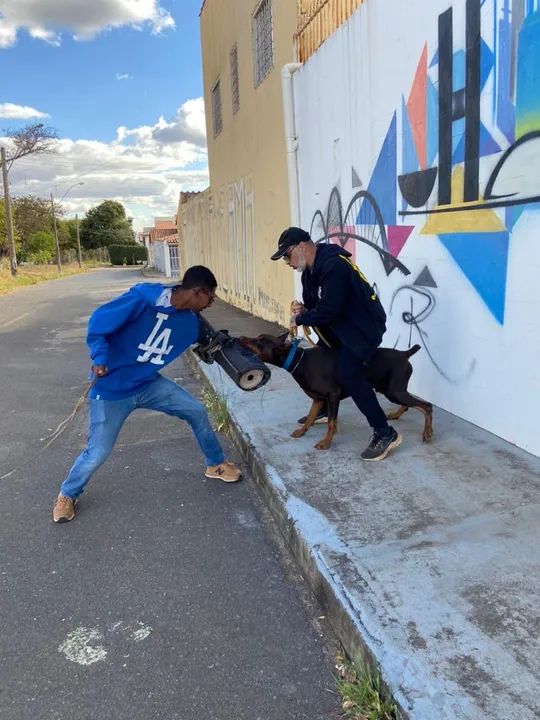 Adestramento de cães - Obediência e Companhia - Foto 3