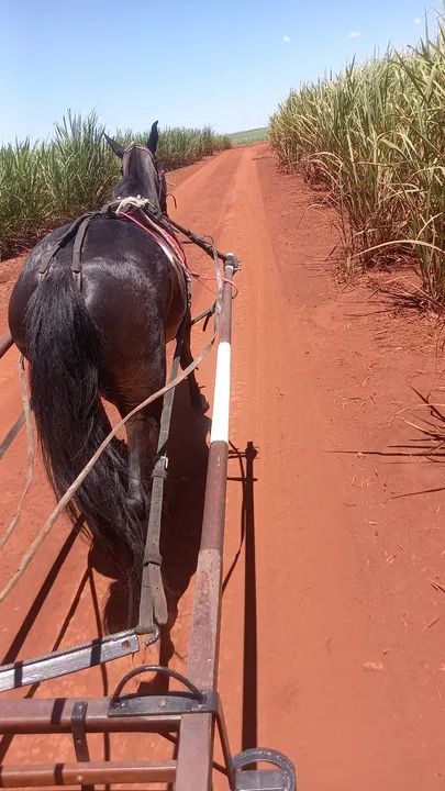 Egua top de charrete  - Foto 3