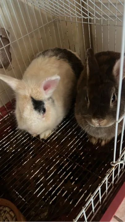 Coelhinho fofinho para adoção - Foto 6