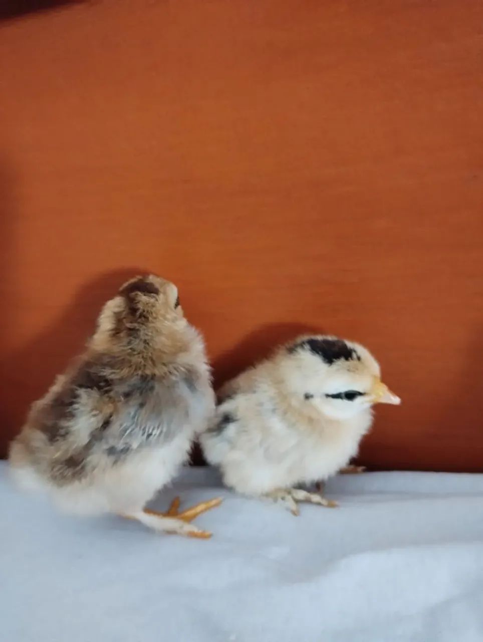 VENDO PINTINHO DE MINI GALINHA  - Foto 3