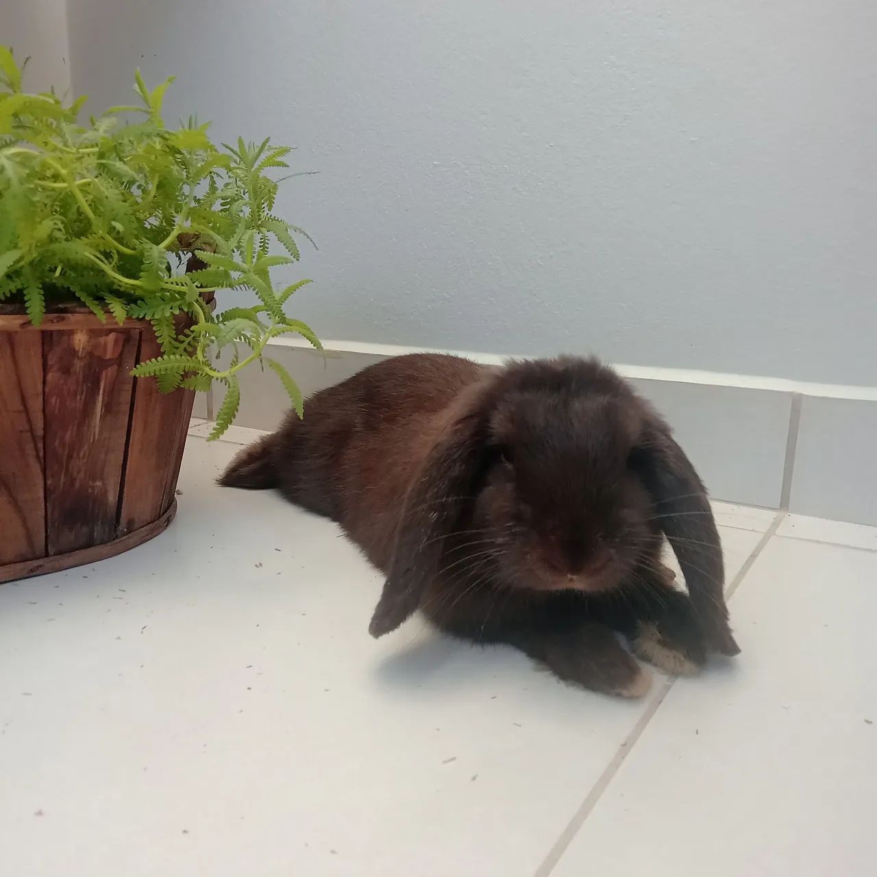 Filhote Mini lop - Foto 2