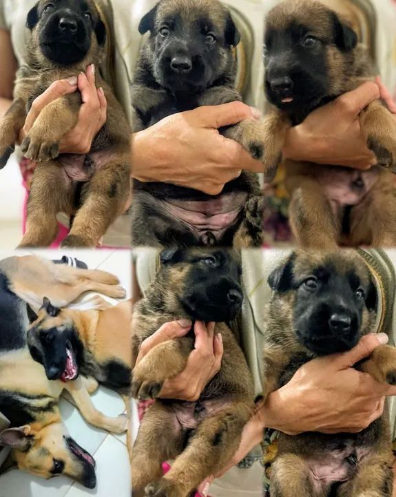 Filhotes de Pastor Alemão e Pastor Belga Malinoi