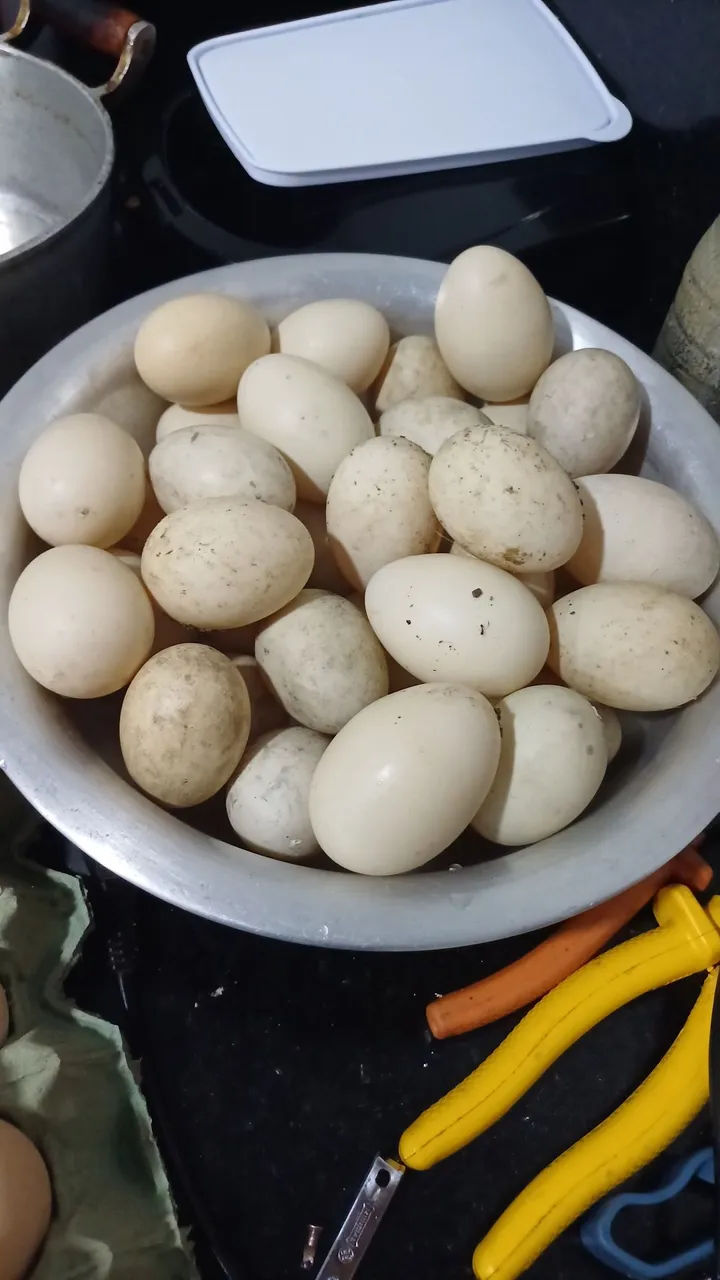 Ovos de pato férteis 