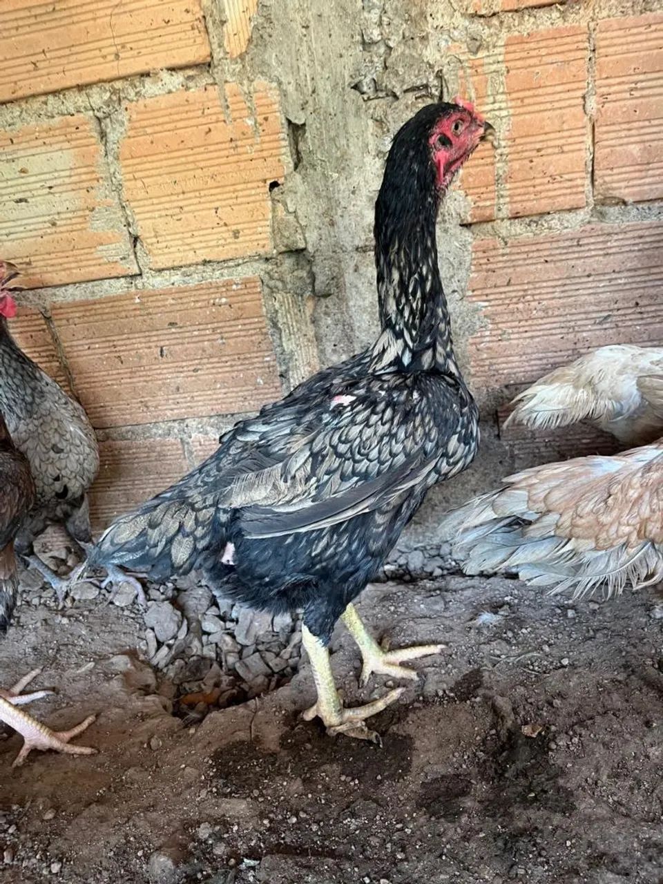 Galinhas indias exóticas...