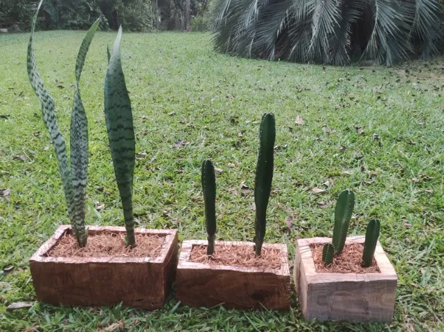 vasos de madeira com planta (esculpidos no tronco de angico)