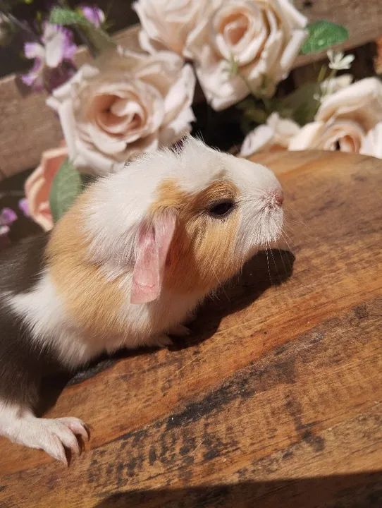 Filhotes de porquinhos Coronet 