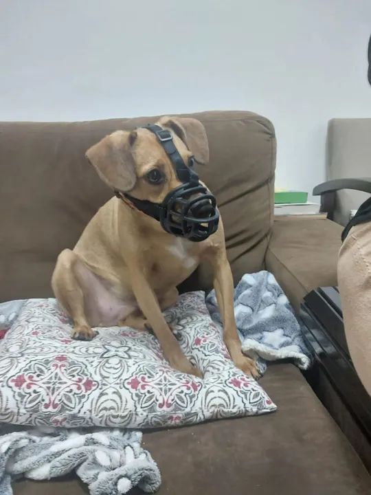 Focinheira Baskerville Tamanho P - Foto 5