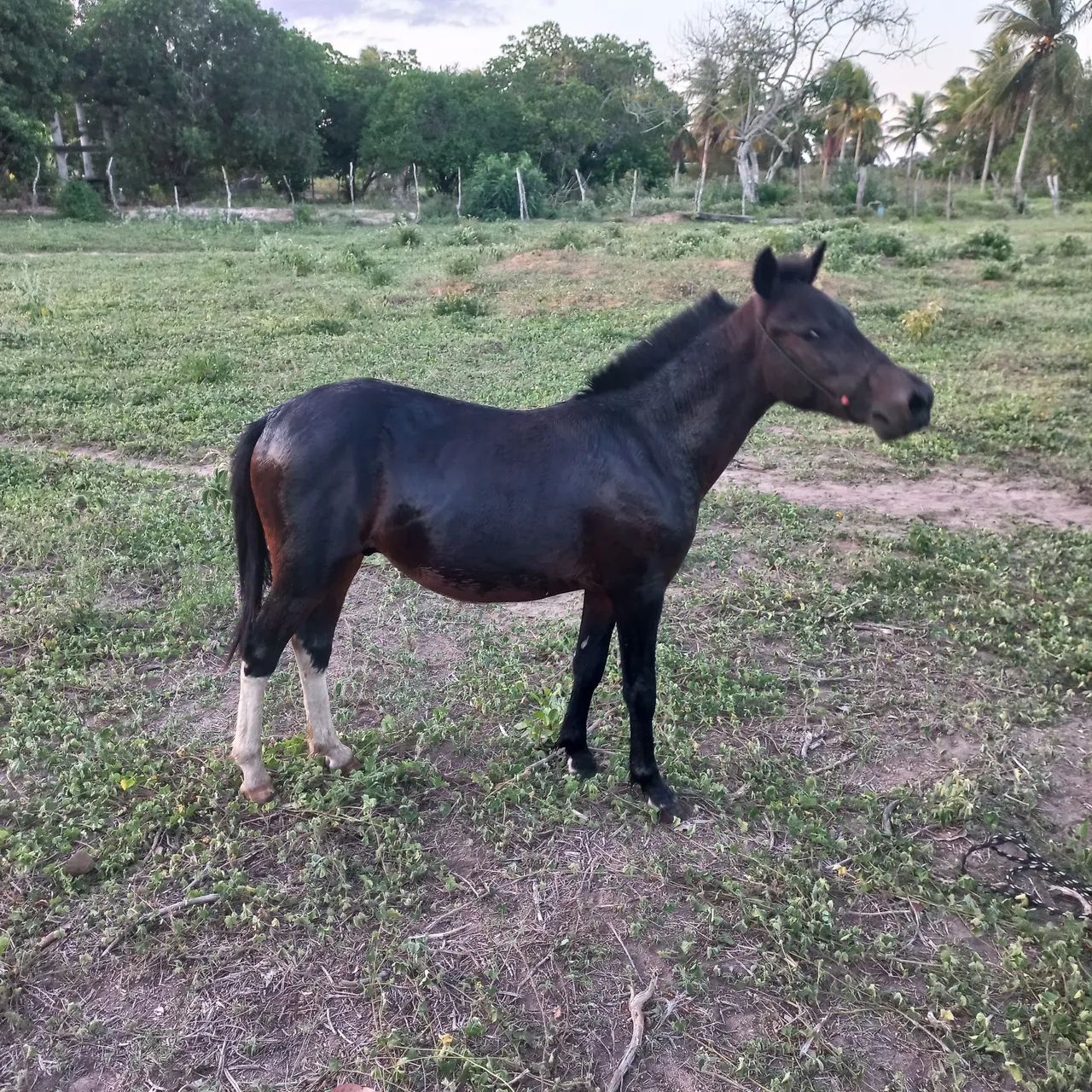 Pônei macho 2 anos  - Foto 5