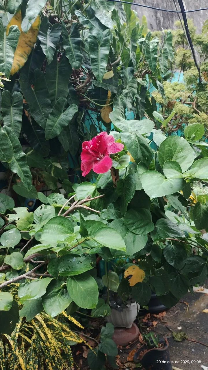 plantas ornamental para seu jardim, vários preços  - Foto 2