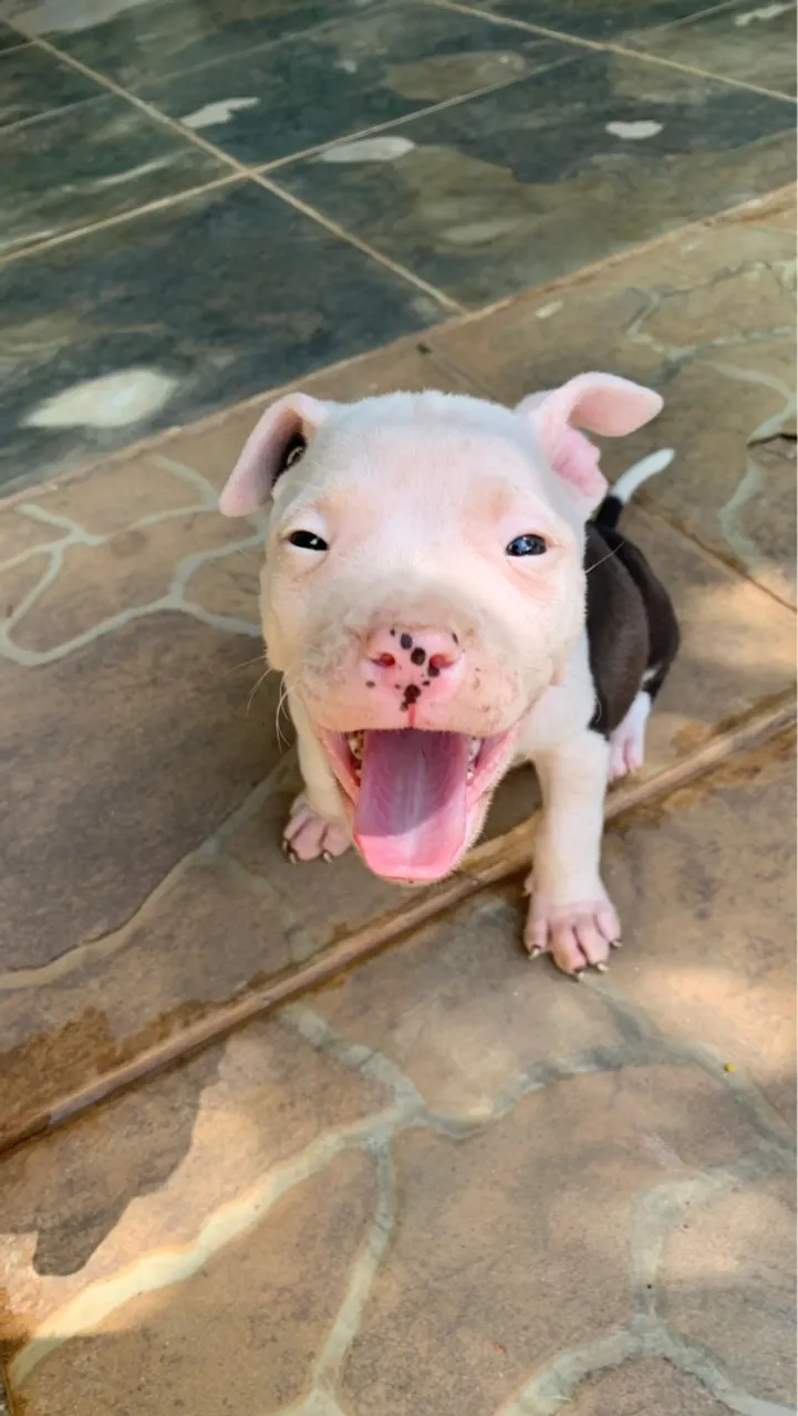 Filhote de American Staffordshire Terrier