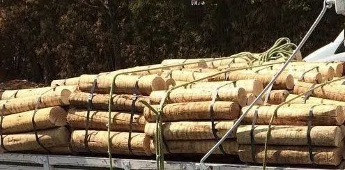 Lenha e carvão eucalipto  - Foto 3