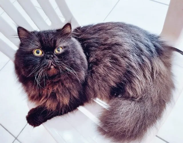 Doa-se Gato Persa 