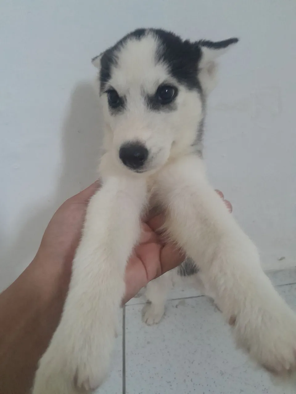 Filhote de Husky Siberiano - Pelagem Linda!