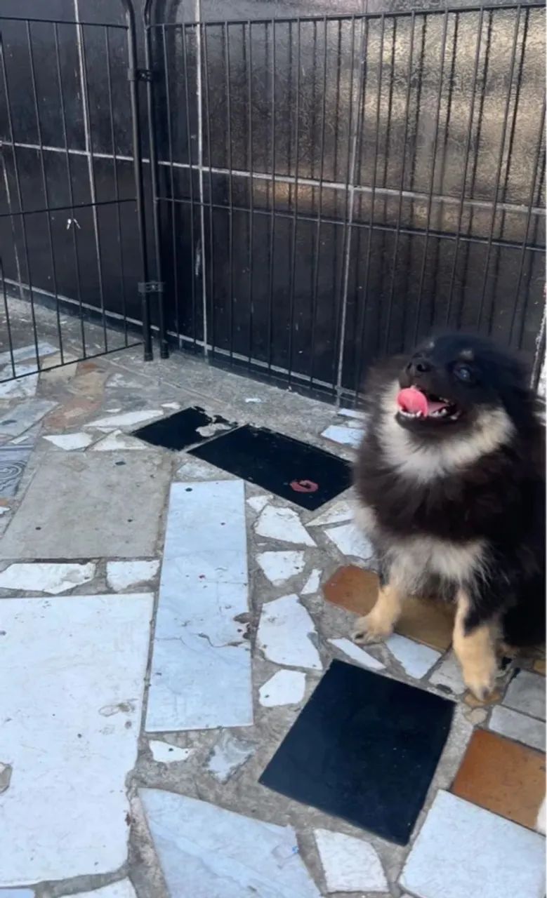Spitz alemão fêmea - porte pequeno